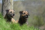 BORDER TERRIER 099